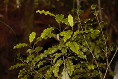 Quintinia serrata