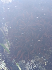 Prionitis lanceolata