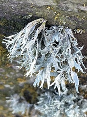 Ramalina leptocarpha