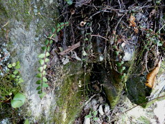 Pellaea rotundifolia