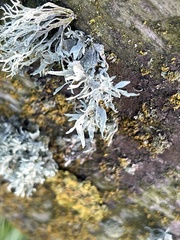 Ramalina leptocarpha