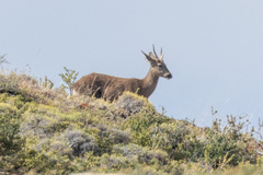 Hippocamelus bisulcus