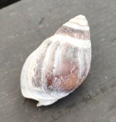 Buccinastrum deforme