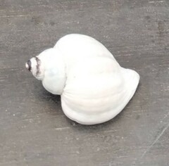 Trophon geversianus