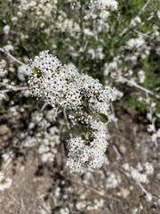Ceanothus cuneatus