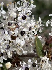 Ceanothus cuneatus