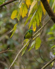 Chlorophonia cyanea