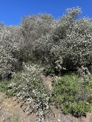 Ceanothus cuneatus