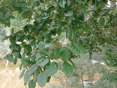 Nothofagus fusca