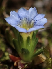 Gentiana sedifolia