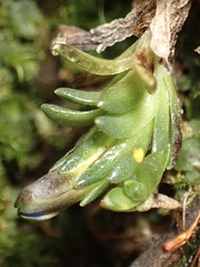 Gentiana sedifolia