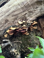 Crepidotus mollis