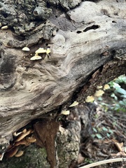 Crepidotus mollis