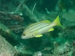Lutjanus carponotatus