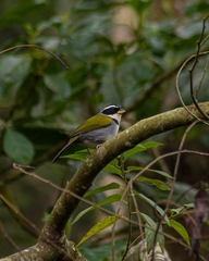 Arremon semitorquatus