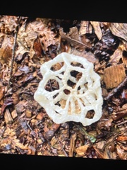 Ileodictyon cibarium