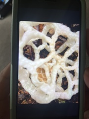 Ileodictyon cibarium