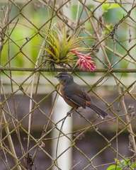 Microspingus lateralis