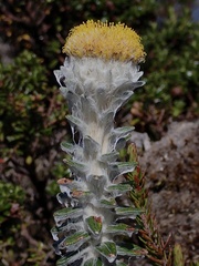 Lasiocephalus ovatus