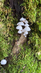 Marasmiellus candidus