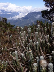 Lasiocephalus ovatus