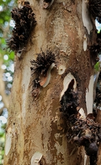 Plinia cauliflora