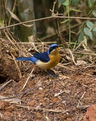 Pipraeidea melanonota