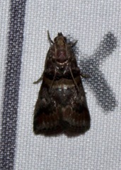 Acrobasis angusella