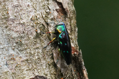 Chrysobothris