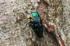 Chrysobothris