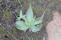 Dudleya lanceolata