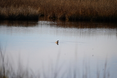 Podilymbus podiceps