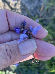 Nuttallanthus texanus