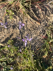 Nuttallanthus texanus