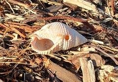 Nassarius fossatus