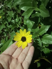 Helianthus debilis