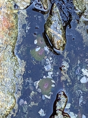 Anthopleura