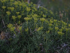 Azorella prolifera
