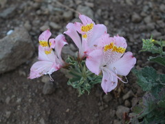 Alstroemeria pallida