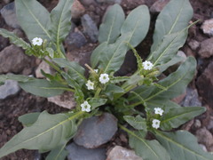 Nicotiana corymbosa