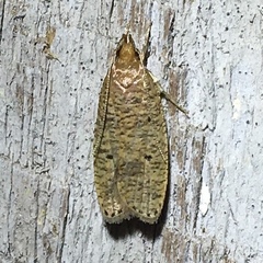 Psilocorsis reflexella