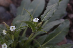Nicotiana corymbosa