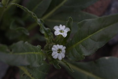 Nicotiana corymbosa