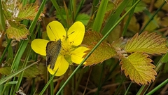 Argentina anserinoides