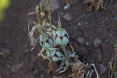 Alstroemeria pallida