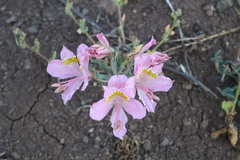 Alstroemeria pallida