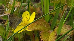 Argentina anserinoides