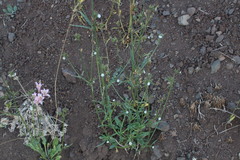 Nicotiana corymbosa