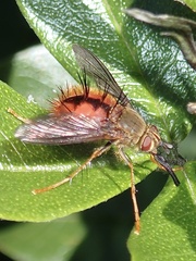 Adejeania