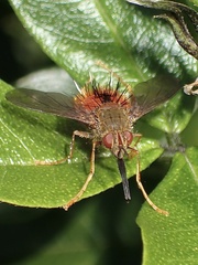 Adejeania